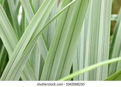 Silver Spear Plant, Astelia: Fresh Green Background