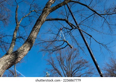 Silver Spring, Maryland USA  A crane lifts a large tree branch that has been cut. - Shutterstock ID 2236867779