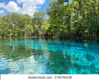 Silver Springs State Park Springs