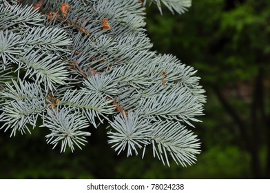 silver spruce needles