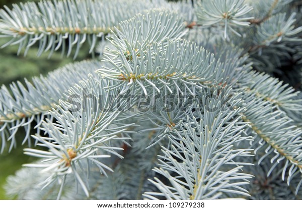 Silver Spruce Tree Picea Pungens Stock Photo 109279238 | Shutterstock