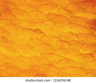 The silver stain methods epidermis demonstrate the contour of the keratinocytes in the stratum corneum (horny layer). With the routine techniques, the limits between the cells are diffuse.