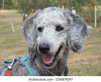 Silver Standard Poodle Face In Outdoors