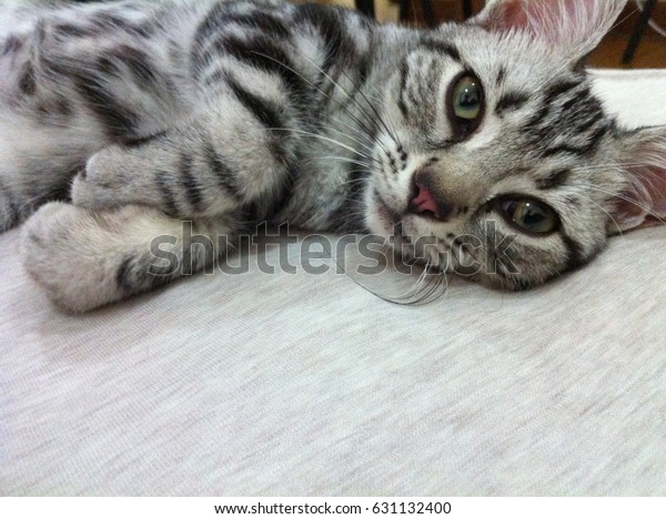 Silver Tabby American Shorthair Cat Being Stock Image Download Now