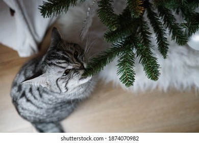 Silver Tabby British Shorthair Cat Eating A Christmas Tree