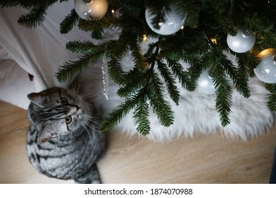 Silver Tabby British Shorthair Cat Eating A Christmas Tree