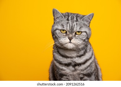 silver tabby british shorthair cat portrait looking serious or angry on yellow background with copy space - Shutterstock ID 2091262516