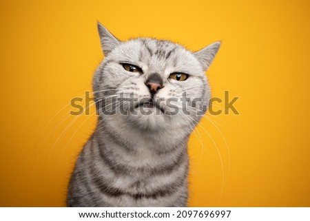 silver tabby british shorthair cat making funny face looking displeased or irritated studio shot on yellow background