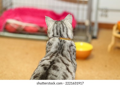 Silver Tabby Cat Back View