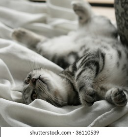 Silver Tabby Cat Images Stock Photos Vectors Shutterstock