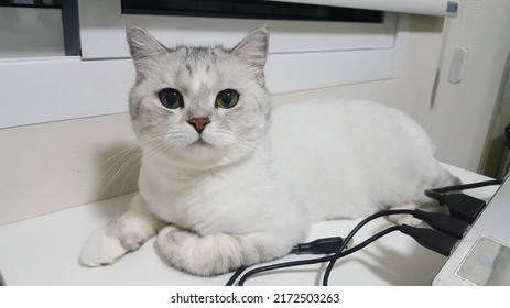 Silver Tabby Cat And Cute