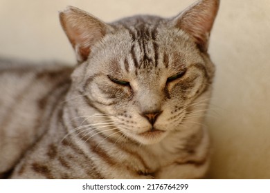 Silver Tabby Cat Face Close-up