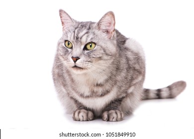 Silver tabby cat isolated on white background