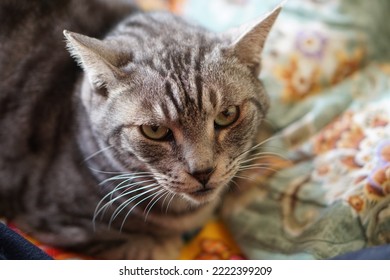 Silver Tabby Cat On A Cushion