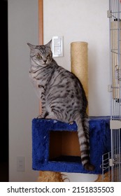 Silver Tabby Cat On The Shelf