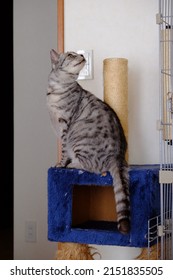 Silver Tabby Cat On The Shelf