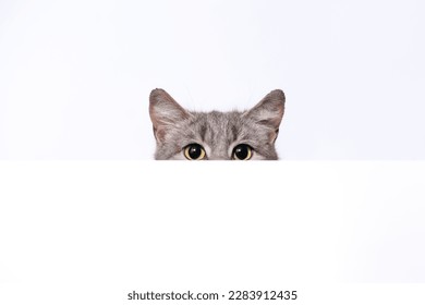 silver tabby cat peeks out from behind a white wall on light background
