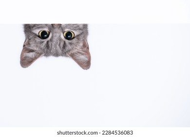 el gato de tabby plateado se asoma desde detrás de una pared blanca sobre fondo claro