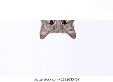 silver tabby cat peeks out from behind a white wall on light background - Powered by Shutterstock