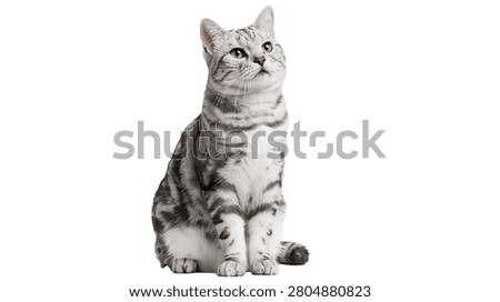 Silver tabby cat sitting and looking up with alert expression
