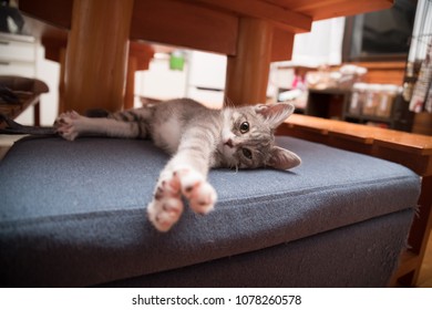 A Silver Tabby Kitten Relaxing on a Ottoman