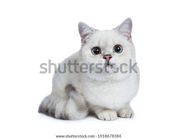 Silver Tabby Seal Point British Shorthair Stock Photo Edit Now