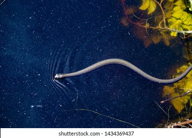 A silver thin and long snake floating above the water in a dark blue pond with large yellow leafs