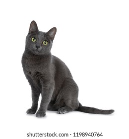 Silver tipped blue adult Korat cat sitting up and looking straight at camera with green eyes, isolated on white background