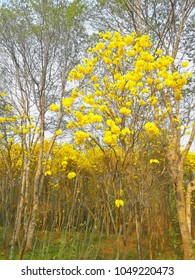 Silver Trumpet Tree, Tree Of Gold,