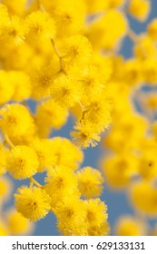 Silver Wattle Flowers (Acacia Dealbata)