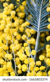 Silver Wattle Macro Blooming In March