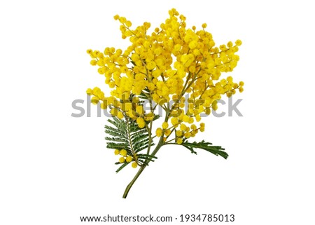 Silver wattle tree branch isolated on white. Mimosa spring flowers. Acacia dealbata yellow fluffy balls and leaves.