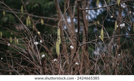 Silver Weeping Birch Tree Betula Pendula Allergen Flowers Catkins Seeds