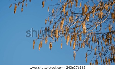 Silver Weeping Birch Tree Betula Pendula with Allergen Flowers Catkins Seeds Dangling from Twig