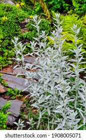 Silver wormwood or sagebrush Artemisia ludoviciana «Silver Queen» - ornamental scented plant with silver colored leaves for garden landscaping. Decorative plant in landscape design