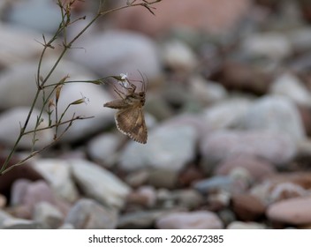 A Silver Y Moth. Autographa Gamma