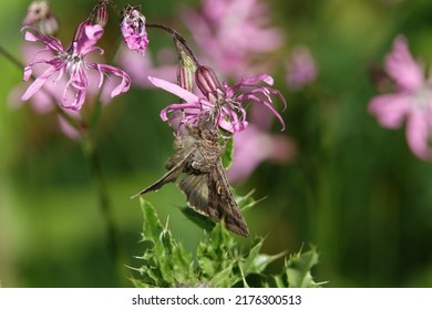 Silver Y Moth (Autographa Gamma)