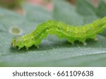 Silver Y moth caterpillar (Autographa gamma)