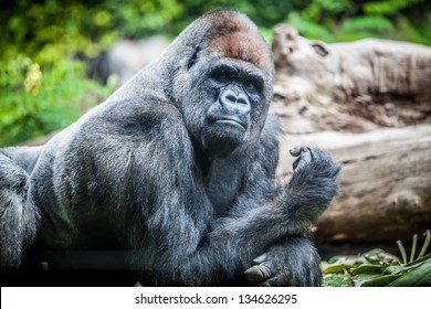 Silver-back Big Male Gorilla On Zoo