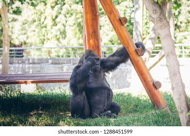 silver-back big male gorilla at the zoo - Shutterstock ID 1288451599