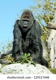 Silver-back Gorilla