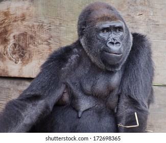 Silverback Gorilla