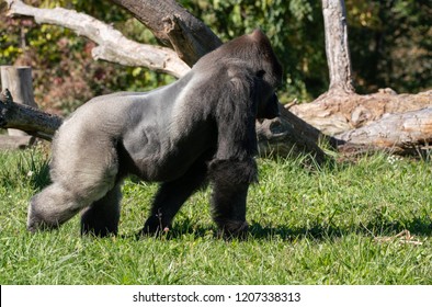 Silverback Gorilla Adult Male Gets A Side Profile