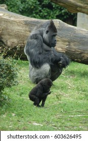 baby silverback gorillas