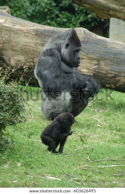 silverback gorilla baby