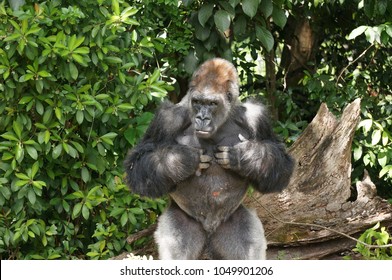 Silverback Gorilla Beating Chest