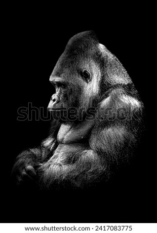 A silverback gorilla deep in thought in black and white