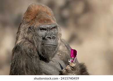 Gorila de Silverback sostiene basura y busca quién arrojó la basura en su área de jaulas con cara enfurecida