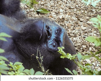 187 Gorilla Laying Down Images, Stock Photos & Vectors | Shutterstock