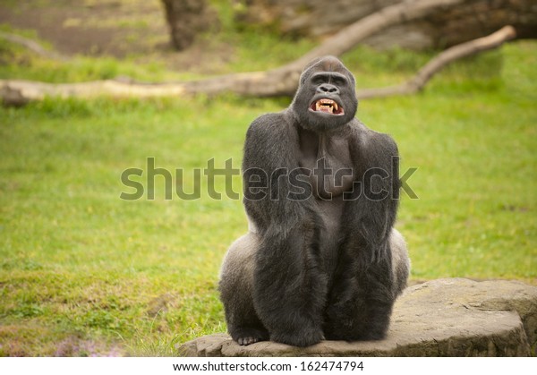 Silverback Gorilla Auf Lustiges Gesicht Stockfoto Jetzt Bearbeiten